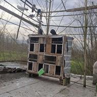 جفتگاه کبوتر نراد سالم بدون نقص