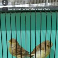 قناری گلاستر ورنگی