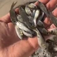 فروش ماهی کپور ،سفید،امور