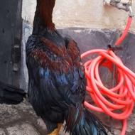 خروس لاری اصیل