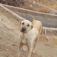 سگ سرابی ماده واگذاری