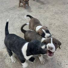 توله سگ پیتبول واگذاری