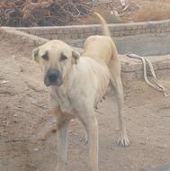 واگذاری سگ سرابی ماده