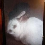 یک خرگوش ماده حامله سفید خوشگل به علت جا فوری