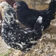 تخم نطفه دار مرغ زینتی