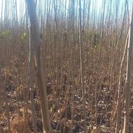 نهال صنوبر آمریکایی اصلاح شده