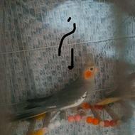 جفت عروس هلندی با جوجه و تخم