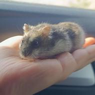 واگذاری همستر ماده - اهلی 6 ماهه