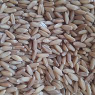 گندم تازه بشرط