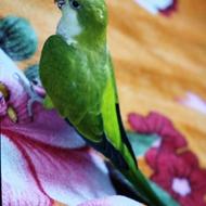 طوطی راهب سخنگو