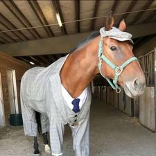 اسب سالم و قوی