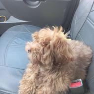 واگذاری سگ پاکوتاه شیتزو