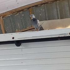 کبوتر خاکستری نر