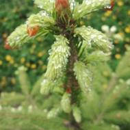 استخدام پرستارخانم