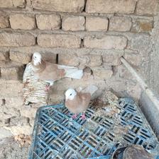 یک جفت کفتر شازده زرد