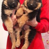 واگذاری توله سگ ژرمن شپرد شولاین