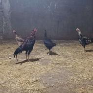 مرغ و خروس لاری