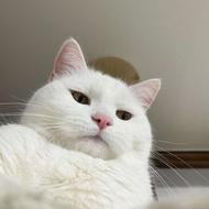 واگذاری گربه پرشین