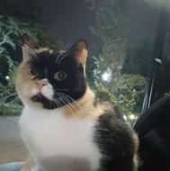 گربه ماده 2 ساله