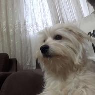 واگذاری طوله شیتزوتریر