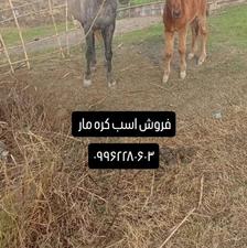 فروش اسب و نر تمخمی