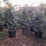 کاملیا برگ ریز و پرغنچه جعبه 40 و 45