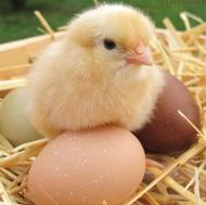 جوجه گوشتی درجه یک مخصوص پرواربندی واکسینه شده