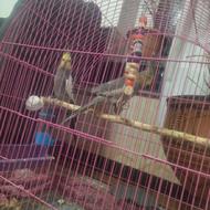 یک جفت عروس هلندی