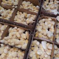 جوجه گوشتی اماده ارسال