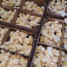 جوجه گوشتی اماده ارسال