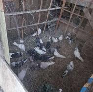 کفتر پرشی خوب