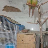 جفت گرینچیک و عروس هلندی مولد