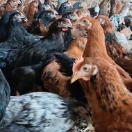 جوجه مرغ بومی