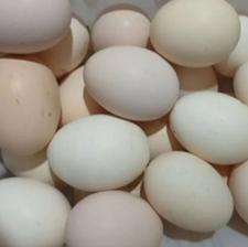 تخم مرغ نطفه دار گلین