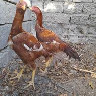 خروس وفره اصل لاری