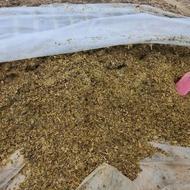 فروش ذرت علوفه