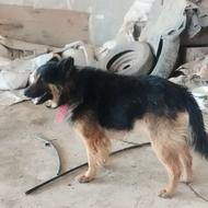 واگذاری سگ ژرمن نگهبان