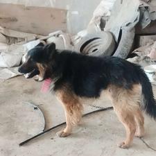 واگذاری سگ ژرمن نگهبان