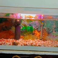 آکواریوم و ماهی بسیار زیبا