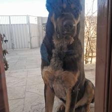 سگ نگهبان آدمگیر واگذاری