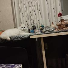 گربه پرشین با لوازم