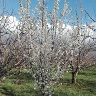 هرس درختان وفرم دهی