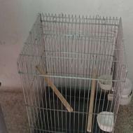 قفس عروس هلندی در حد