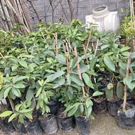 فروش نهال عباسی