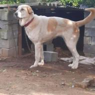 واگذاری سگ پژدر کرد ماده