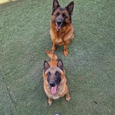 پانسیون و اموزش برای تمام نژاد های کوچک و بزرگ