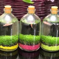 تراریوم.ویال 100 چمنشده.تنگ ماهی.ماهی زبرا.کالرویدو.فایتر