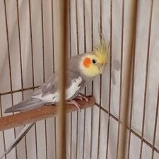 طوطی عروس سخنگو نر فوری