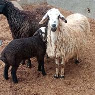 3تا بزقاله دبری ودوتا شیشک زایده