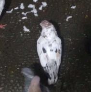 کفتر زینتی جفت